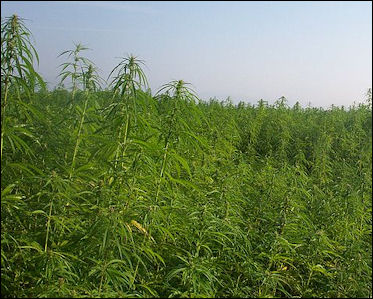 20120527-cannabis Industrialhemp.jpg